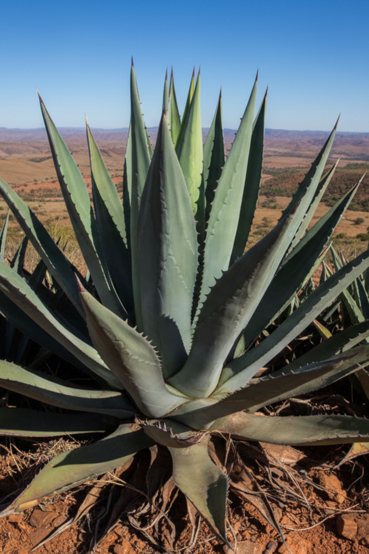 Spiky green plant in a desert landscape with clear blue sky