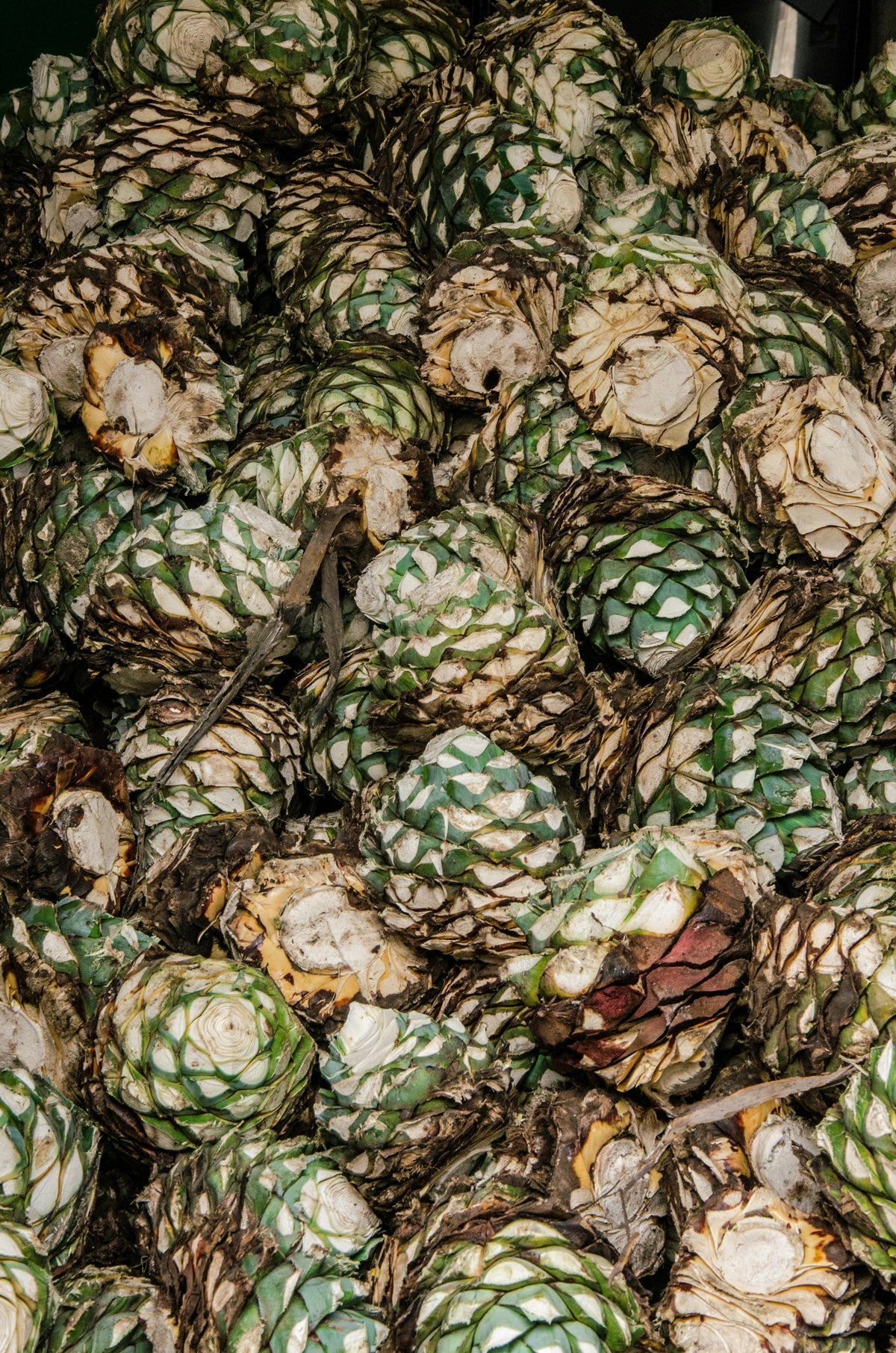 Close-up of a pile of small agave hearts with green and brown hues.