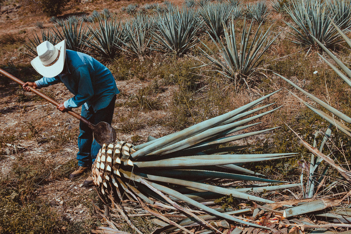 Person harvesting agave plants in a field